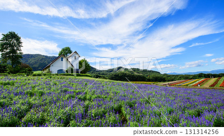 宮城縣，陽光明媚的日子，在藥井花園的花田裡建造了一座小教堂 131314256