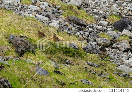 Toyama Prefecture, Tateyama Kurobe Alpine Route, Murodo Toyama Prefecture, Tateyama Kurobe Alpine Route, Murodo 131314343