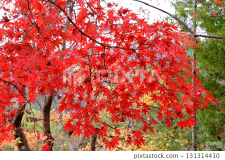 鮮紅的秋葉 131314410
