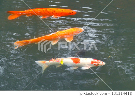Matsudaira Toshogu Shrine: Carp in the moat Matsudaira Toshogu Shrine: Carp in the moat 131314418