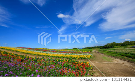 Open skies and beautiful flower fields at Yakurai Garden on a sunny day in Miyagi Prefecture 131314421
