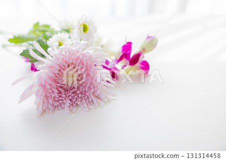 背景切菊花 131314458