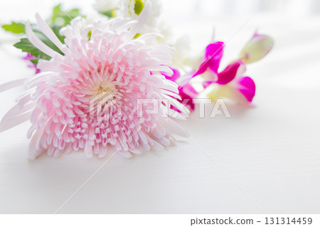 背景切菊花 背景切菊花 131314459