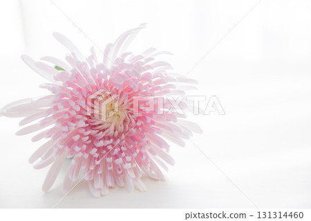 Background cut chrysanthemum flowers 131314460