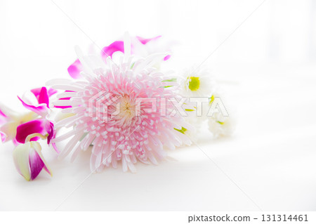 Background cut chrysanthemum flowers 131314461