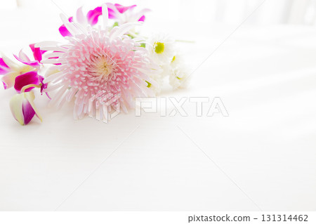 背景切菊花 背景切菊花 131314462