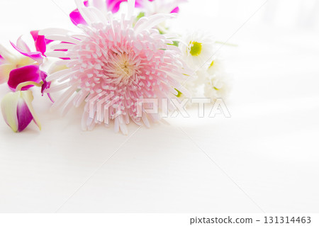 Background cut chrysanthemum flowers 131314463