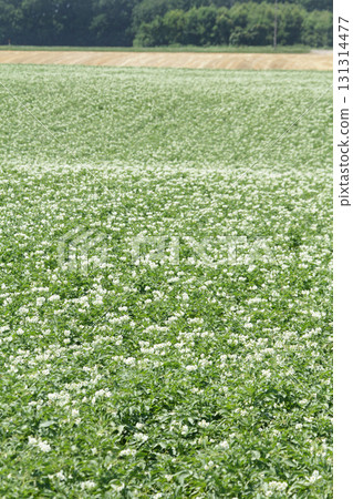馬鈴薯花馬鈴薯花馬鈴薯田馬鈴薯田馬鈴薯田 131314477
