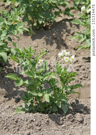 馬鈴薯花馬鈴薯花馬鈴薯田馬鈴薯田馬鈴薯田 131314478