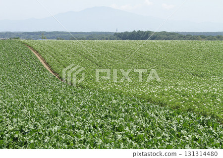 Potato flower Potato flower Potato field Potato field Potato field Potato flower Potato flower Potato field Potato field Potato field 131314480