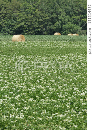 馬鈴薯花馬鈴薯花馬鈴薯田馬鈴薯田馬鈴薯田 131314482