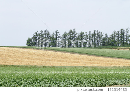 馬鈴薯花馬鈴薯花馬鈴薯田馬鈴薯田馬鈴薯田 131314483