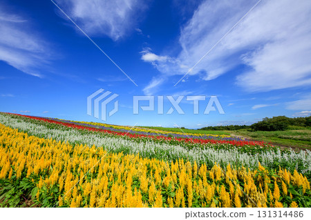 A beautiful flower field spreads out under the open sky on a spectacular day at Yakurai Garden, Miyagi Prefecture A beautiful flower field spreads out under the open sky on a spectacular day at Yakurai Garden, Miyagi Prefecture 131314486