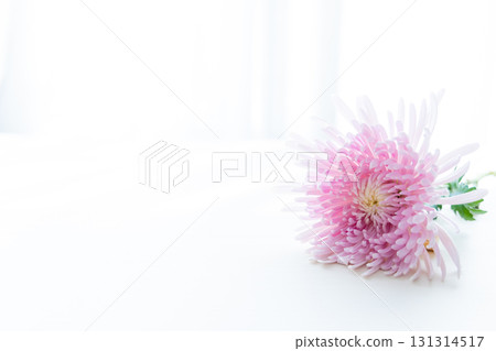 背景切菊花 131314517