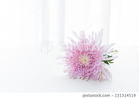 背景切菊花 131314519