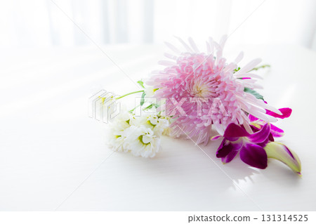 背景切菊花 背景切菊花 131314525
