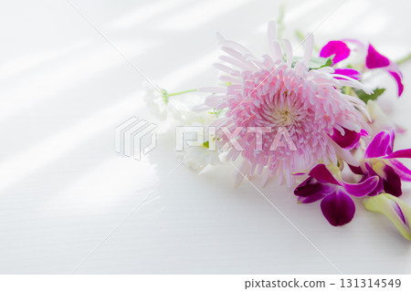 Background cut chrysanthemum flowers 131314549
