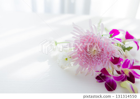 Background cut chrysanthemum flowers 131314550