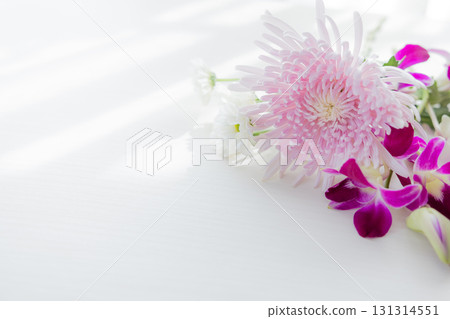 背景切菊花 131314551