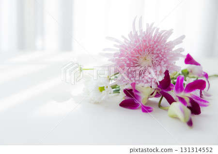 Background cut chrysanthemum flowers 131314552