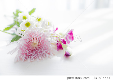背景切菊花 131314554