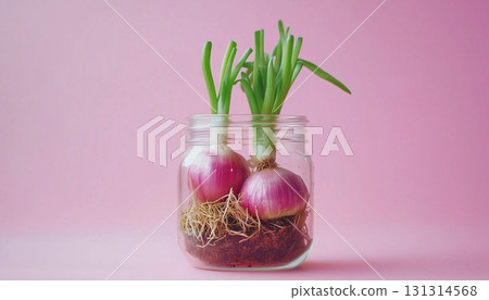 Replant red onion seasoning vegetable fresh growing on glass jar 131314568