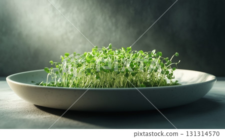 microgreen seed sprout growing on plate with sunlight 131314570