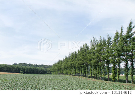 Okhotsk Area Countryside Okhotsk Hills Countryside 131314612