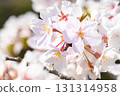 沐浴著春日陽光的櫻花盛開 131314958