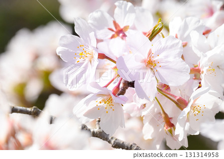 Cherry blossoms in full bloom bathed in the spring sunshine 131314958