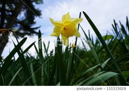 Iwate Prefecture Suiri River Iwate Prefecture Suiri River 131315029