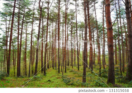 Kitayamazaki, Iwate Prefecture 131315038