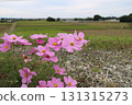 Cosmos blooming on the riverbed, Watarase in autumn 131315273