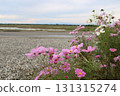 Cosmos blooming on the riverbed, Watarase in autumn 131315274