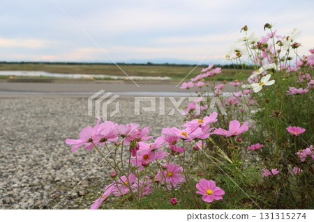 Cosmos blooming on the riverbed, Watarase in autumn 131315274