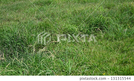 Vacant land, wasteland, weeds, land, vacant lot 131315544