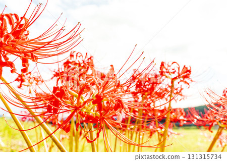 紅色的彼岸花在天空中閃耀 131315734