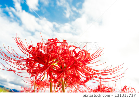 A cluster amaryllis that shines in the blue sky A cluster amaryllis that shines in the blue sky 131315737