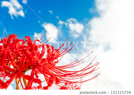 A cluster amaryllis that shines in the blue sky A cluster amaryllis that shines in the blue sky 131315739
