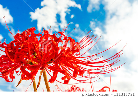 A cluster amaryllis that shines in the blue sky A cluster amaryllis that shines in the blue sky 131315751