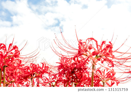 A cluster amaryllis that shines in the blue sky 131315759
