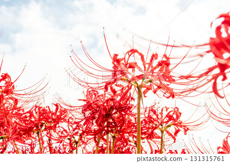 在藍天中閃耀的簇狀孤挺花 131315761