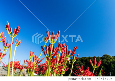 簇生的孤挺花花伸向藍天 131315796