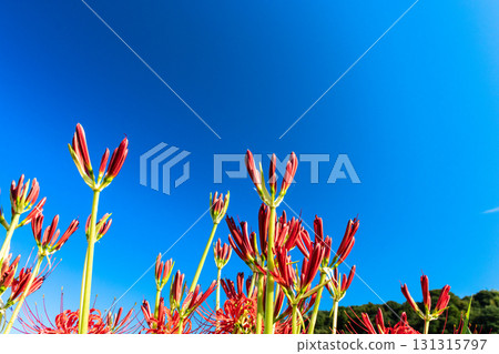 簇生的孤挺花花伸向藍天 131315797