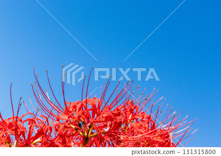 A cluster amaryllis that shines in the blue sky A cluster amaryllis that shines in the blue sky 131315800