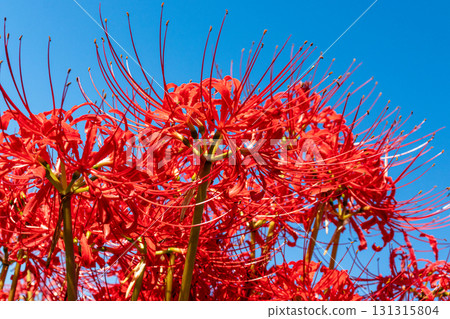 A cluster amaryllis that shines in the blue sky A cluster amaryllis that shines in the blue sky 131315804
