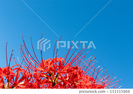 A cluster amaryllis that shines in the blue sky A cluster amaryllis that shines in the blue sky 131315808