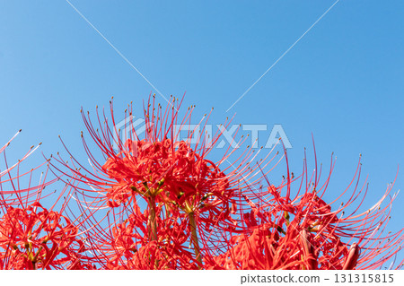 A cluster amaryllis that shines in the blue sky A cluster amaryllis that shines in the blue sky 131315815