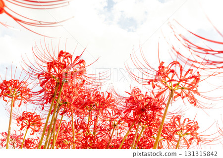 Red spider lilies shining against the sky 131315842