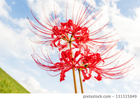 紅色的彼岸花在天空中閃耀 紅色的彼岸花在天空中閃耀 131315849
